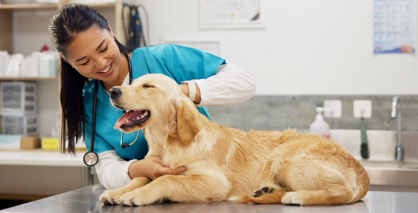 Ein Hund mit Diabetes wird von einer Tierärztin untersucht.