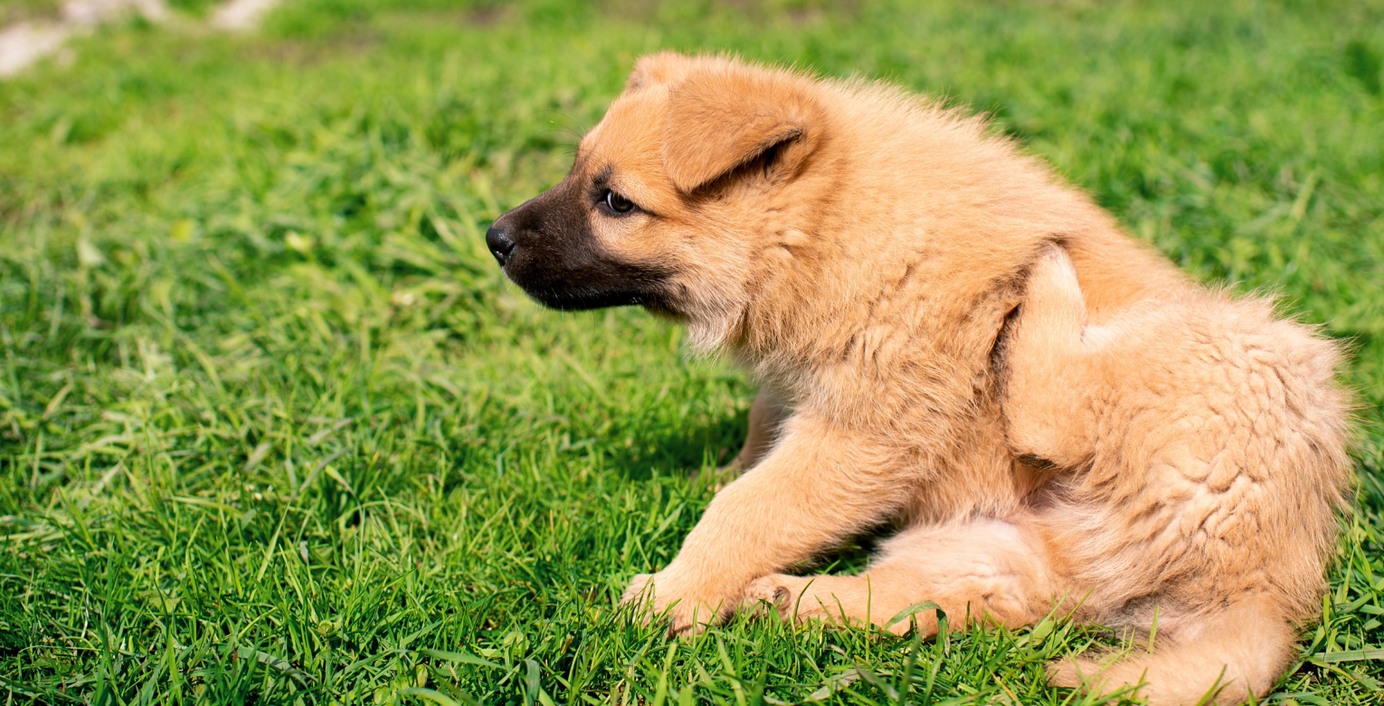 Eine Welpe mit Flöhen sitzt auf einer grünen Wiese und kratzt sich.