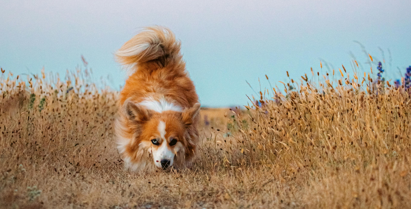 Ein Hund läuft durch ein trockenes Feld mit hohem, goldbraunem Gras.