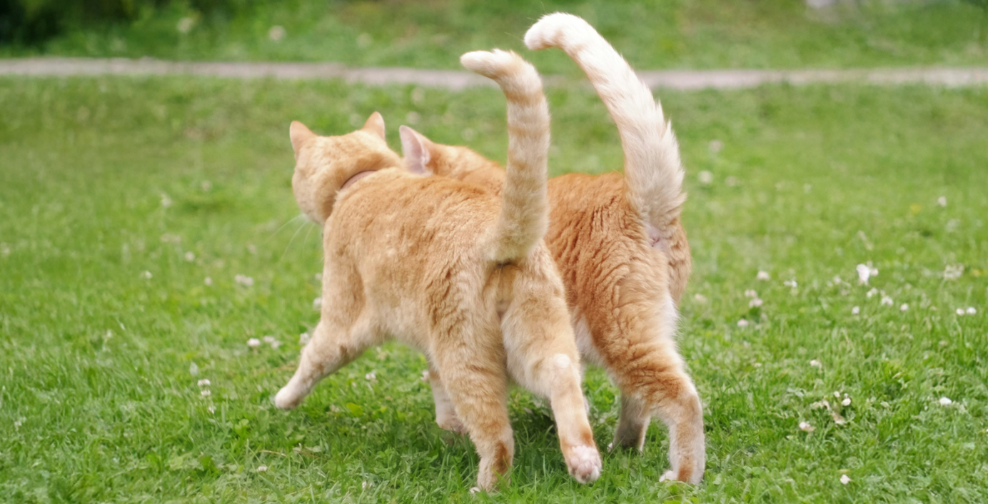 Zwei Katzen gehen gemeinsam in einem Garten.