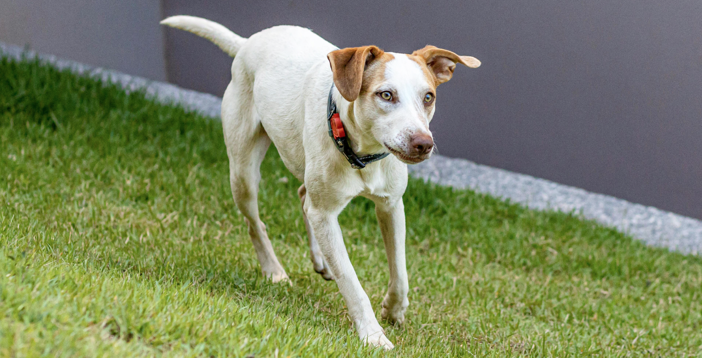 Ein Hund läuft auf einer Wiese.