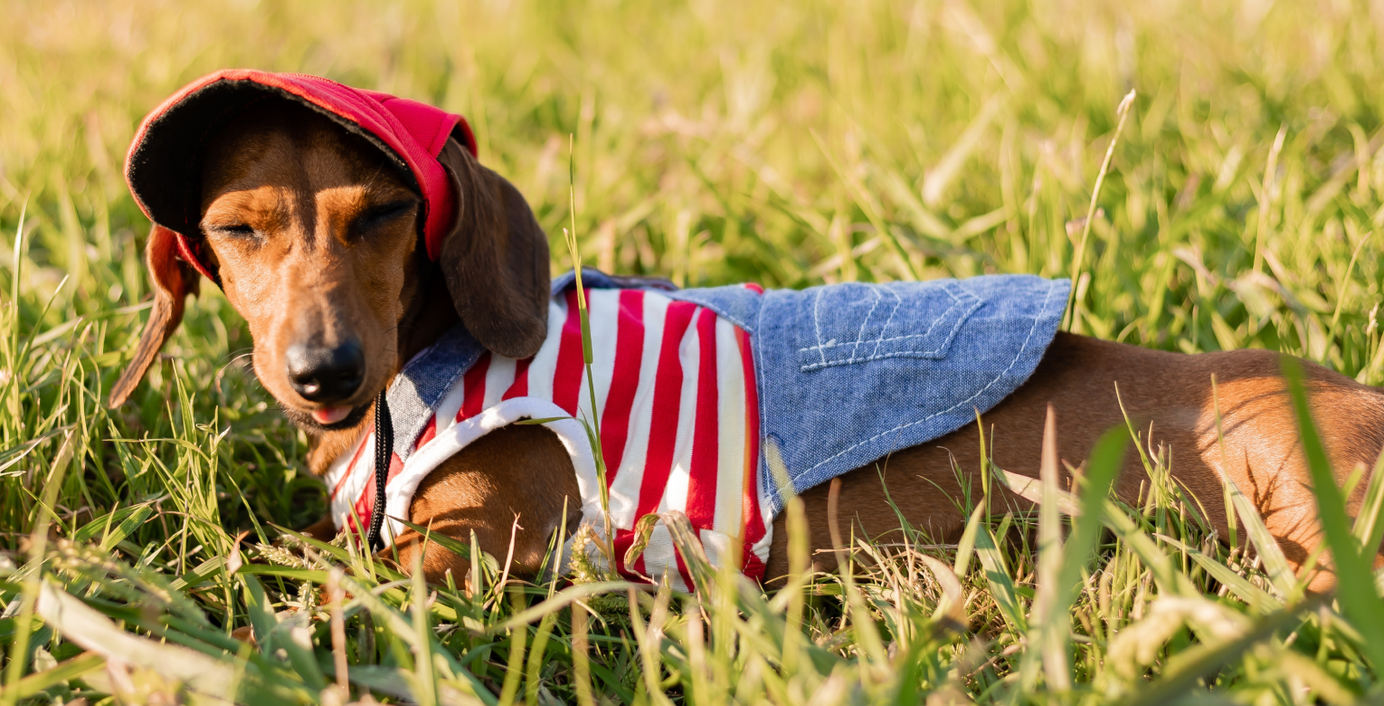 Ein Hund mit Kleidung liegt auf einer grünen Wiese.