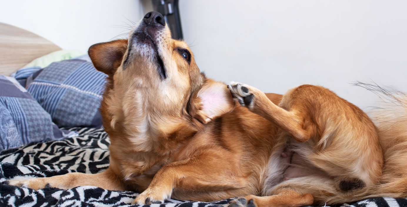 Ein Hund krazt sich am Ohr.