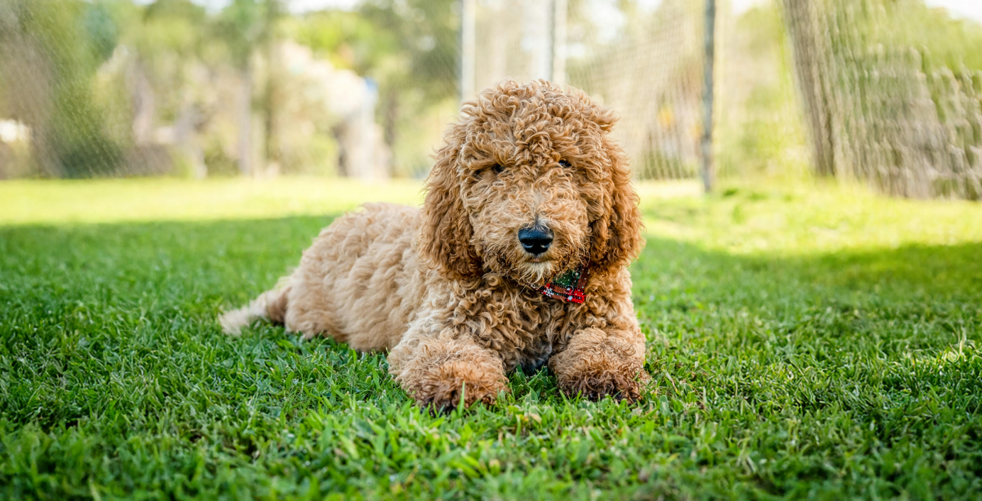 Ein Hund entspannt im Schatten an einem heißen Sommertag.