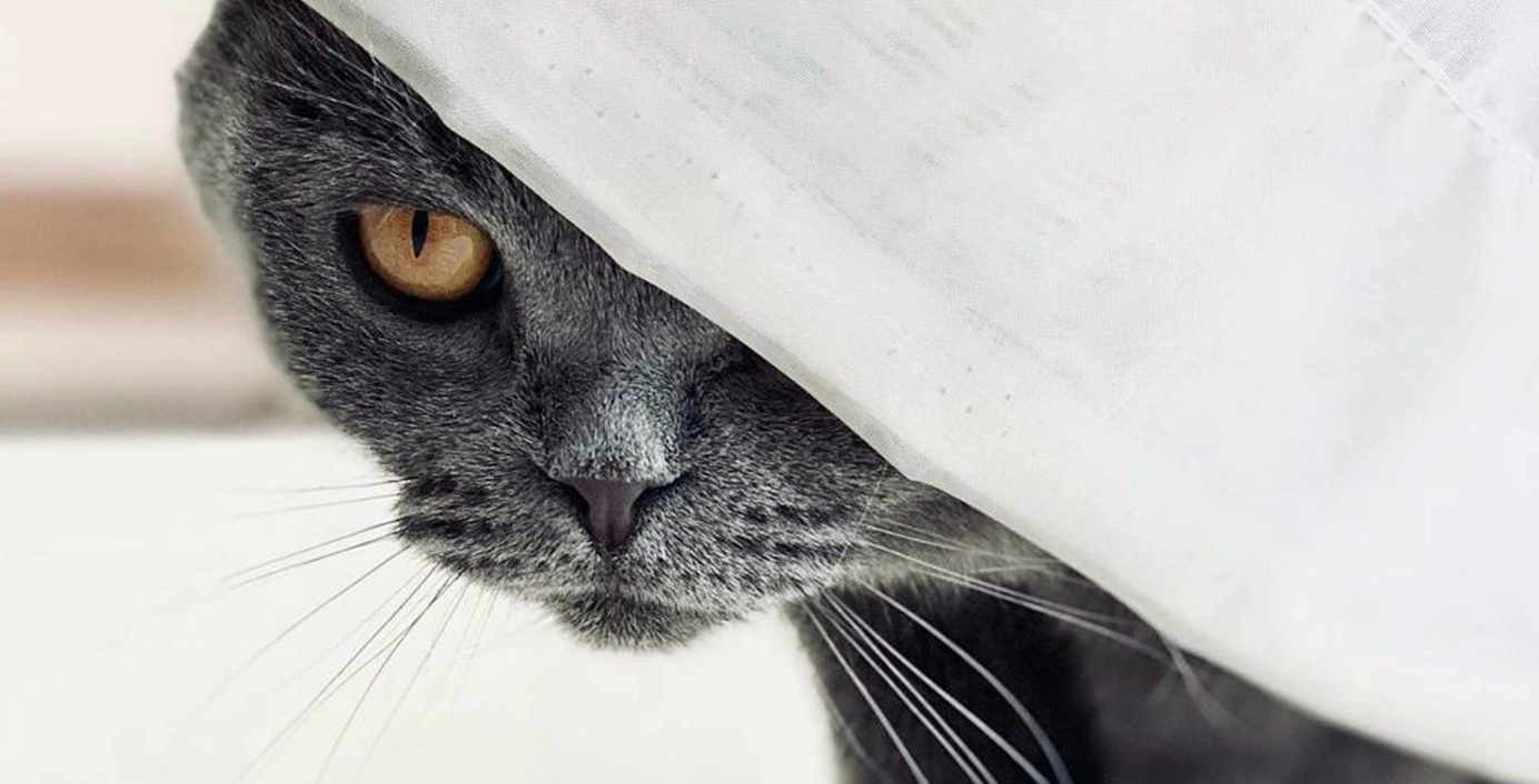 Eine Katze versteckt sich unter einer Decke.