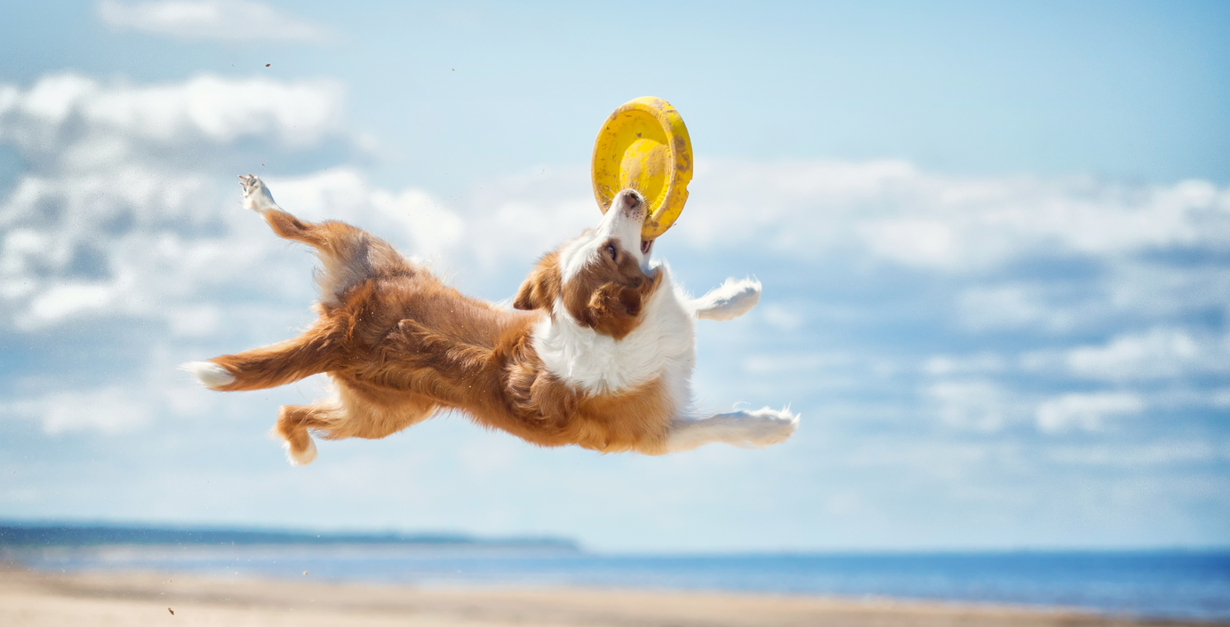 Ein Hund spielt am Strand.