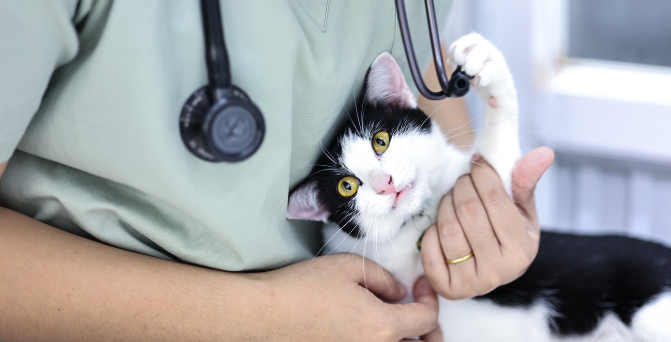 Eine Tierärztin hält eine Katze im Arm.