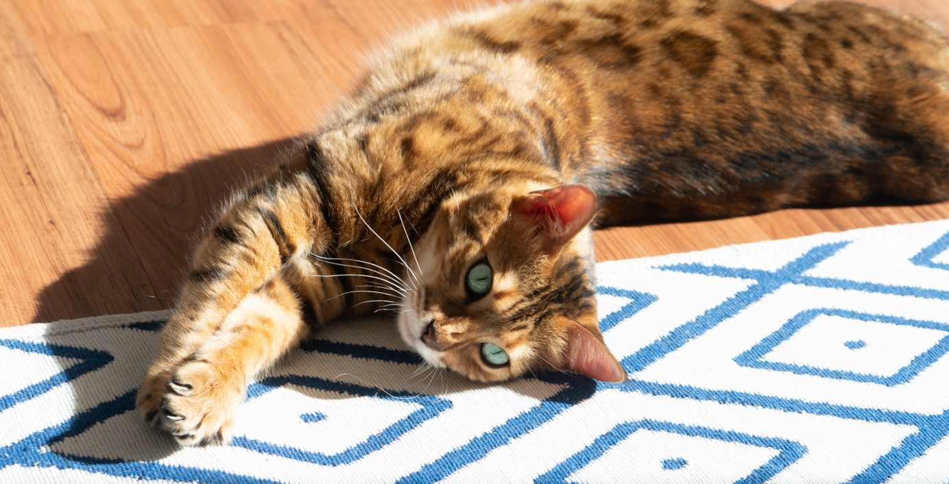 Eine Katze liegt auf dem Boden und sonnt sich.