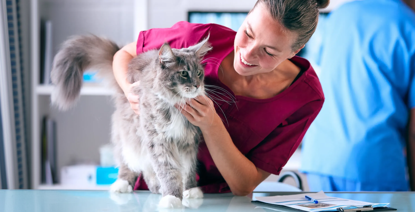 Eine Katze wird von einer Tierärztin auf Hüftgelenkdysplasie untersucht.