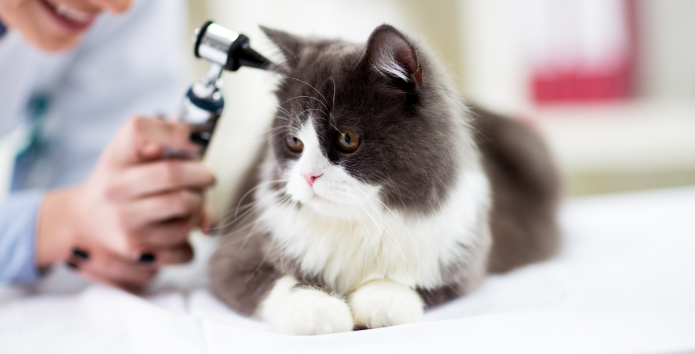 Eine Tierärztin untersucht eine Katze auf einem Behandlungstisch.