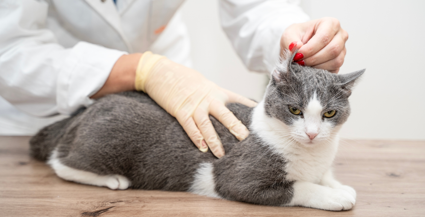 Eine Zahnärztin untersucht das Ohr einer Katze..