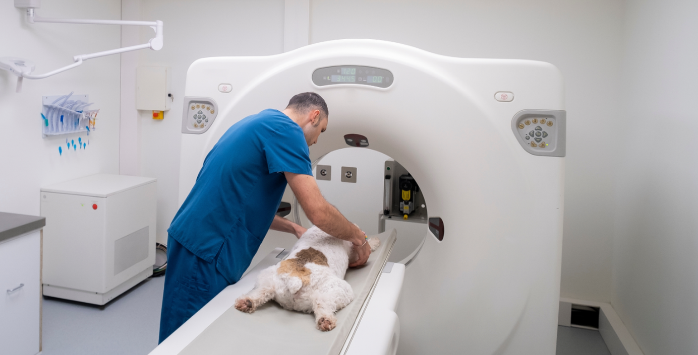 Ein betäubter Hund liegt bewegungslos auf dem motorisierten Tisch eines CT-Scanners liegt.