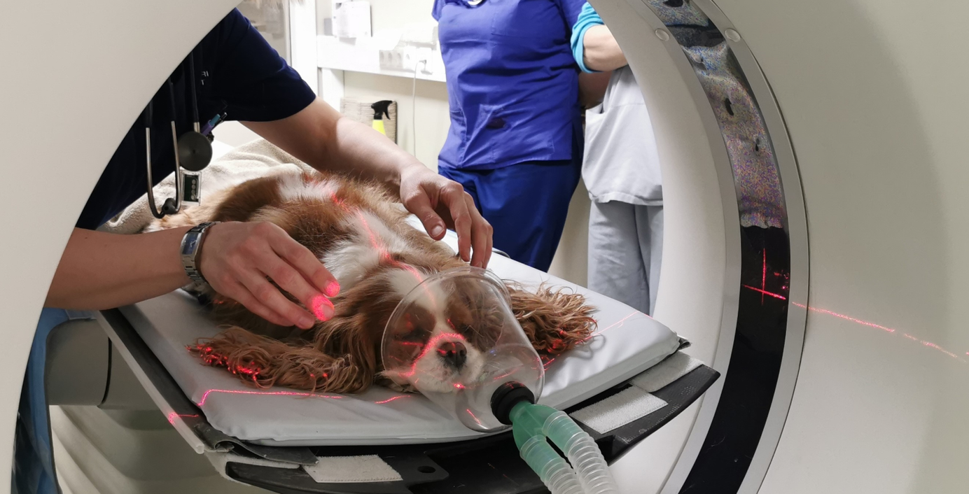 Ein Hund liegt in einem MRT-Scanner.