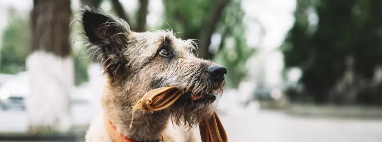 Älterer Hund beim Spazierengehen