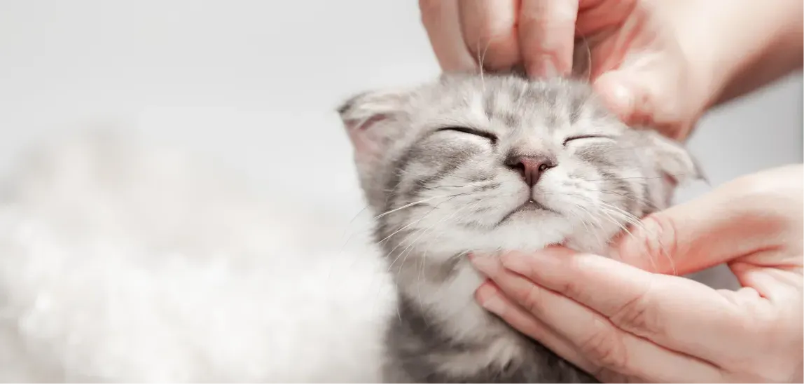 Eine Katze wird gestreichelt.