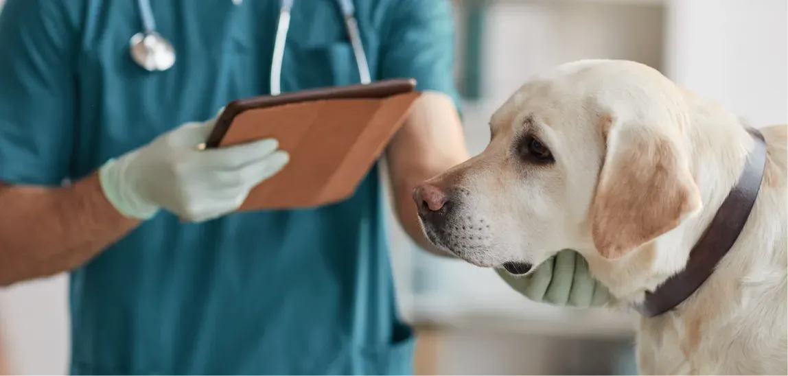 Ein Hund wird beim Tierarzt untersucht.