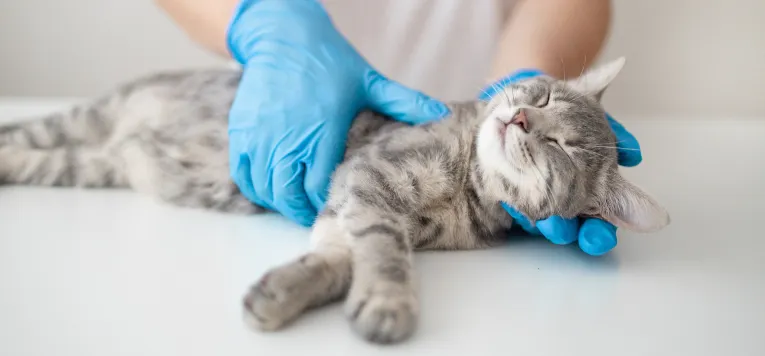 Eine Katze liegt in Narkose.