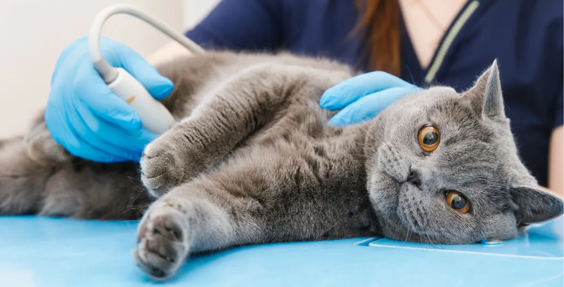 Eine Katze erhält einen Ultraschall am Bauch beim Tierarzt.