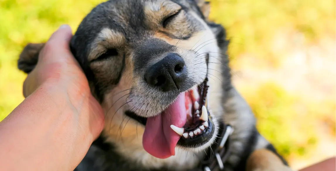 Ein Hund "lächelt" als sein Frauchen ihn streichelt.