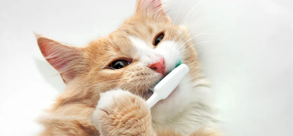 Eine Katze kaut auf einer Zahnbürste herum.