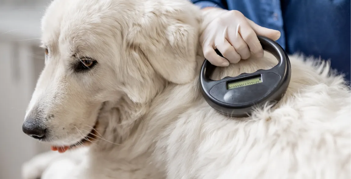 Bei einem Hund wird ein Chip durch einen Tierarzt abgelesen.