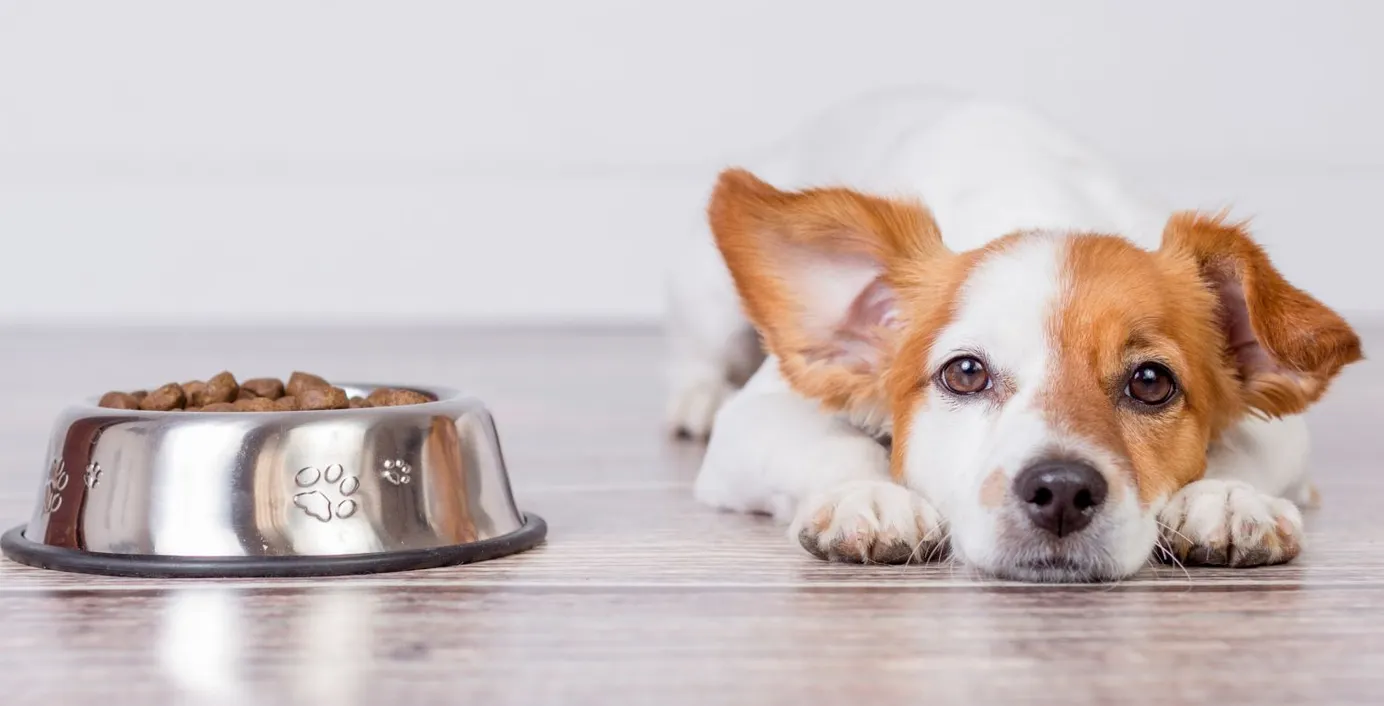 Ein Hund schmollt neben seinem vollen Fressnapf und will nicht fressen.