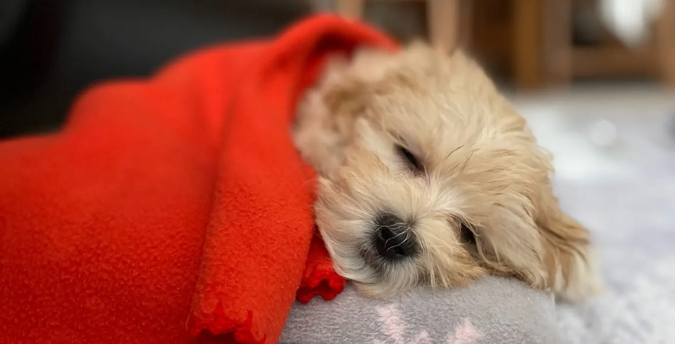 Ein Hund ist erkältet und fröstelt unter einer Decke.