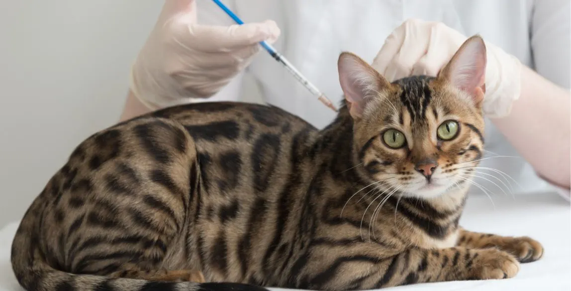 Wir sehen eine getupfte Katze, die geimpft wird.