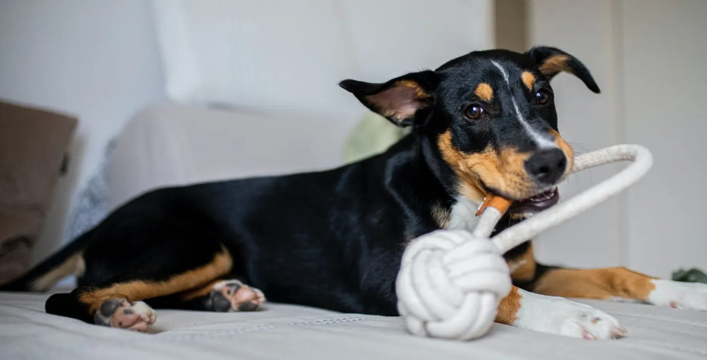 Ein Hund spielt in der Wohnung mit seinem Spielzeug.