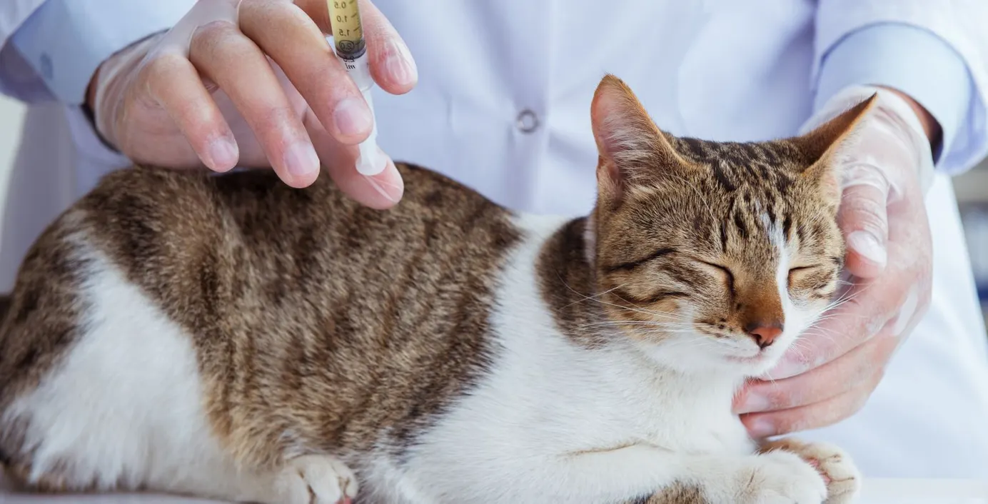 Eine Katze wird beim Tierarzt gegen FIP geimpft.