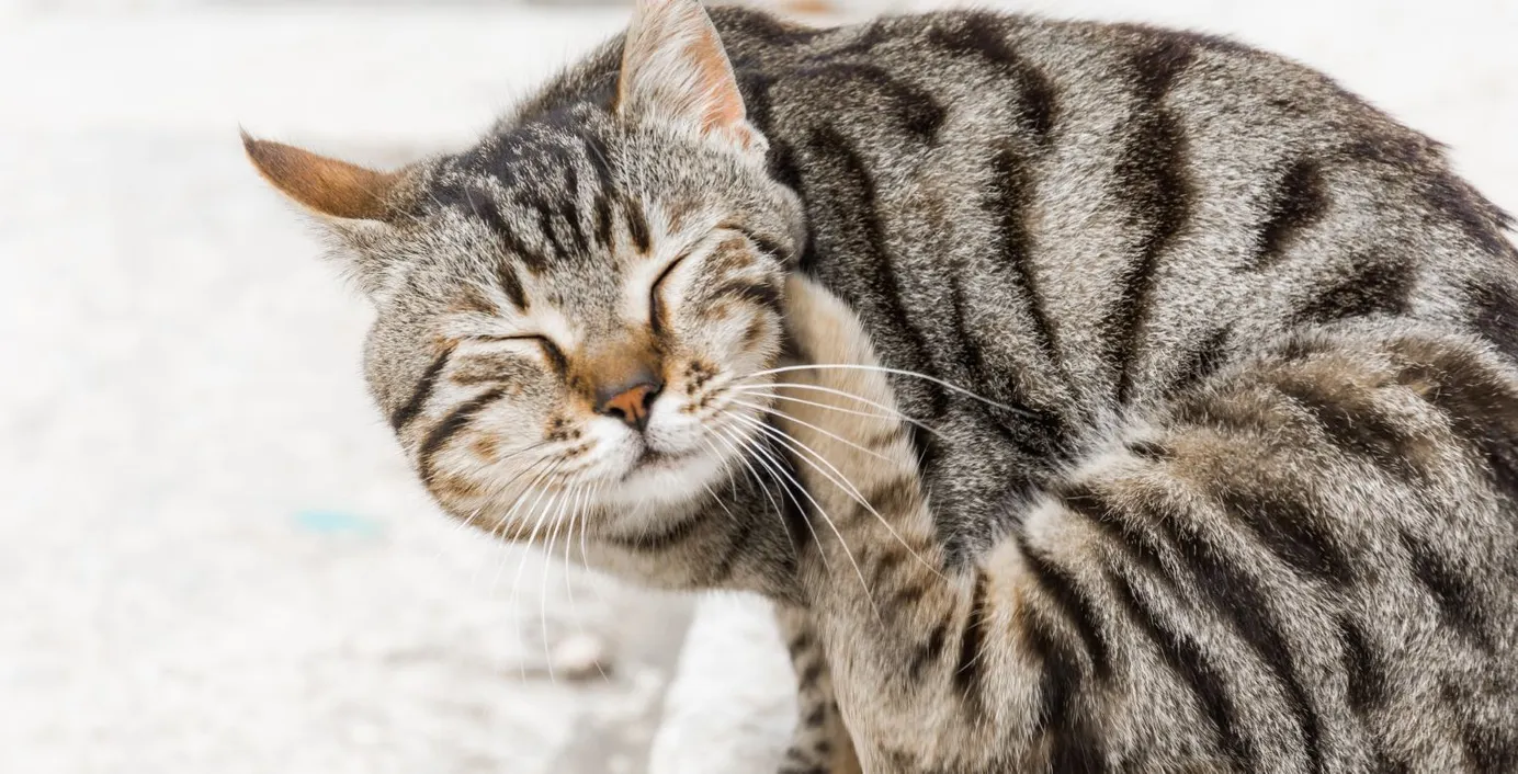 Eine Katze kratzt sich am Kinn.