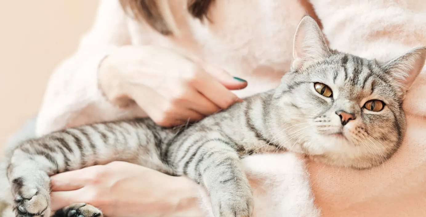Eine zitternde Katze wird durch ihr Frauchen beruhigt.