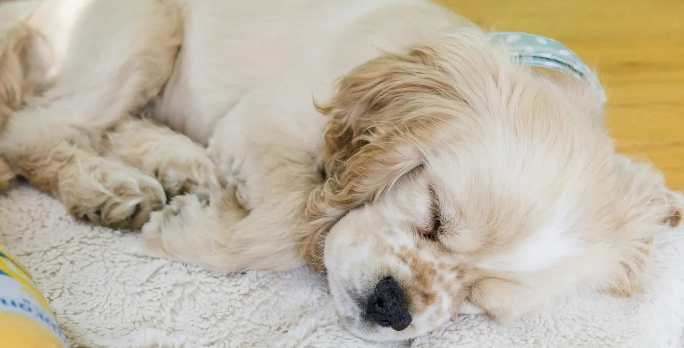 Ein Hund schläft erschöpft auf einer Decke.