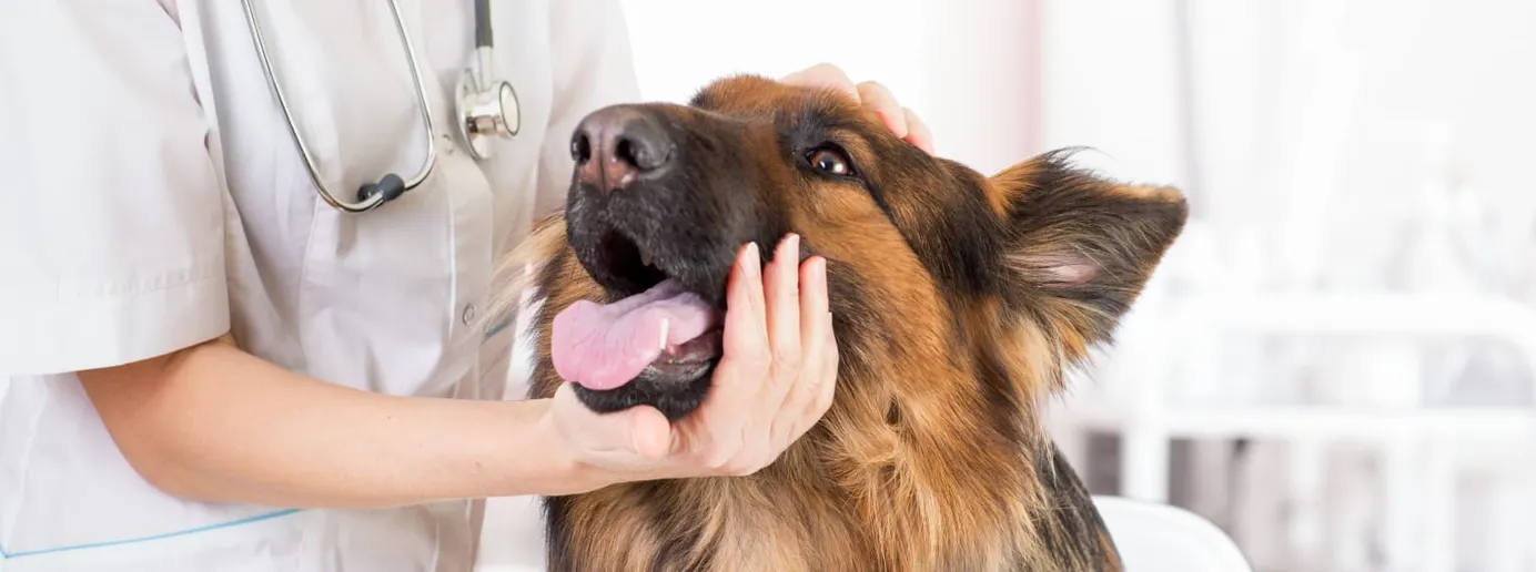 Ein Hund wird beim Tierarzt auf grauen Star untersucht.