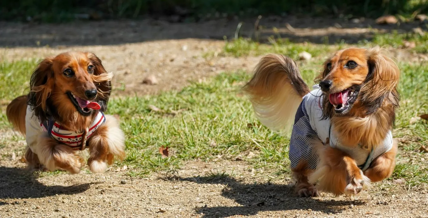 Zwei Dackel spielen ausgelassen im Park.
