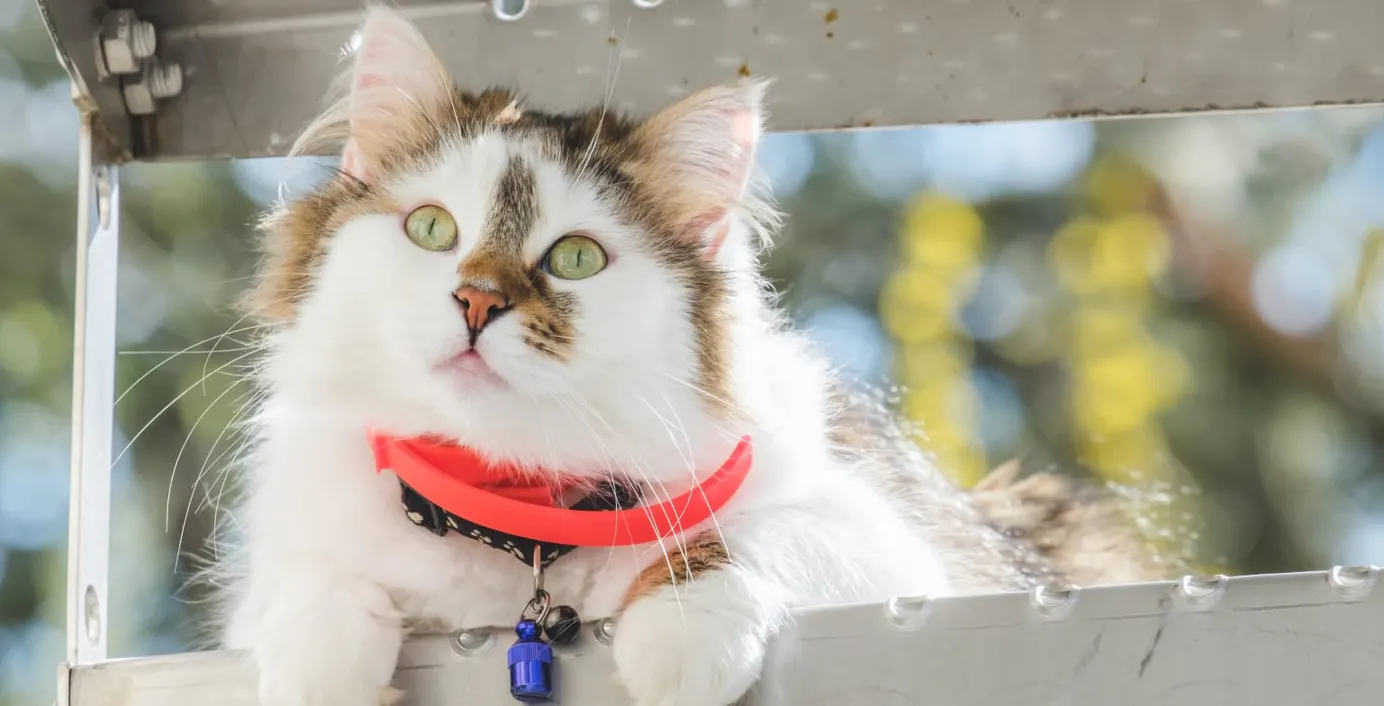 Eine Katze spielt im Garten.