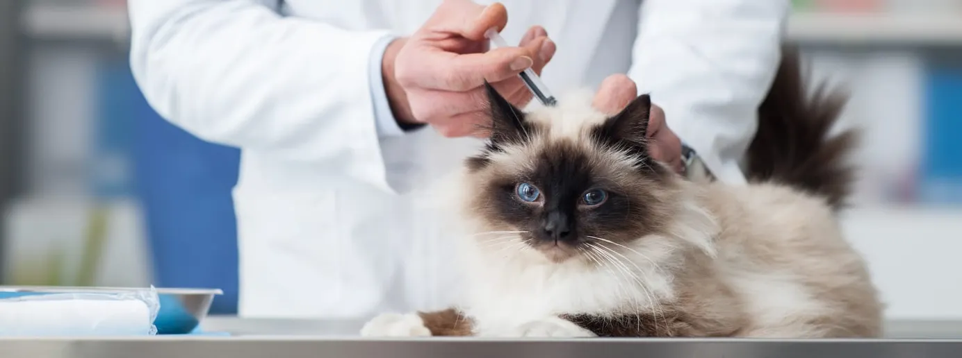 Eine Katze erhält eine Tollwutimpfung.
