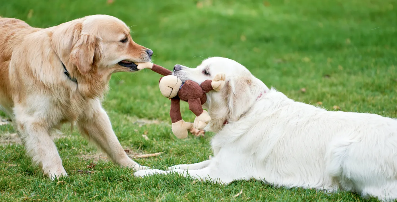 Zwei Hunde spielen miteinander.