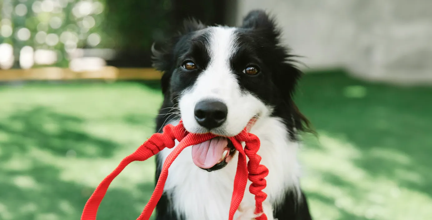 Ein Hund hält seine Leine im Maul.