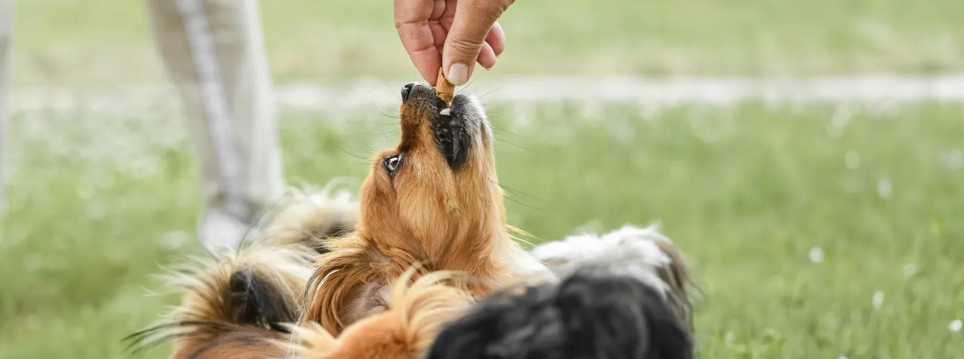 Ein Hund erhält ein Leckerli.