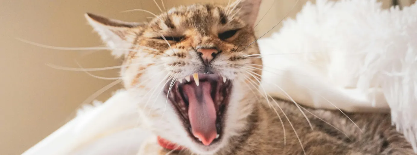 Eine Katze gähnt.