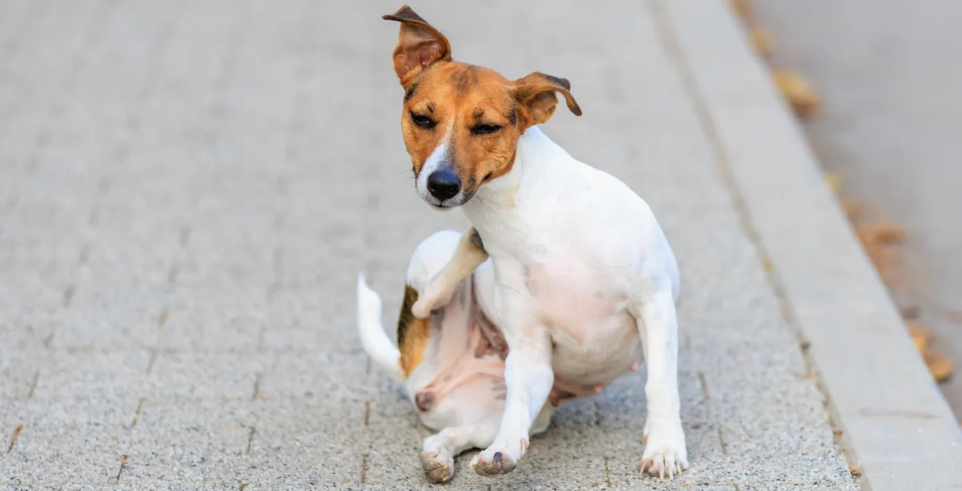 Ein Hund kratzt sich.