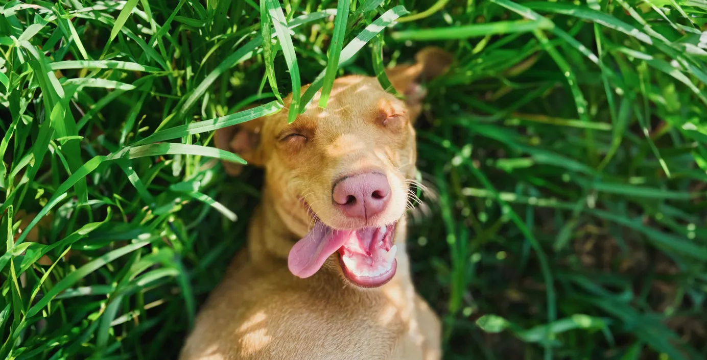 Hund liegt im Gras