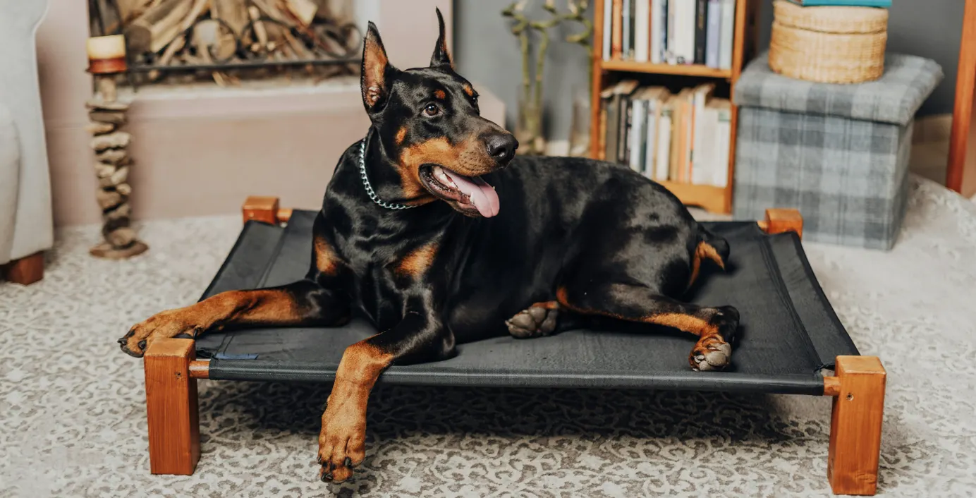 Ein Dobermann liegt im Wohnzimmer.