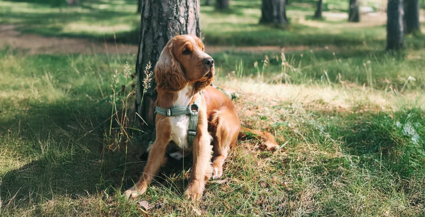 Ein Hund liegt unter einem Baum im Wald.