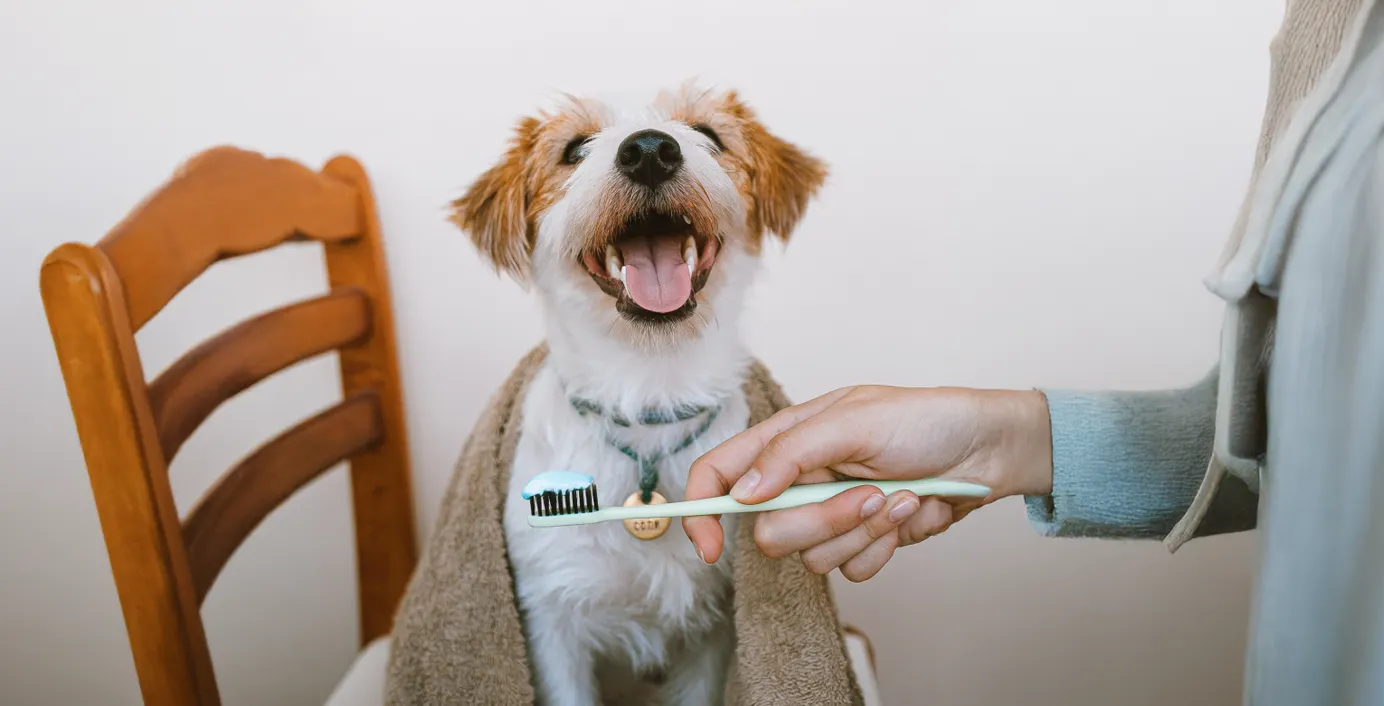 Ein Hund bekommt seine Zähne geputzt.