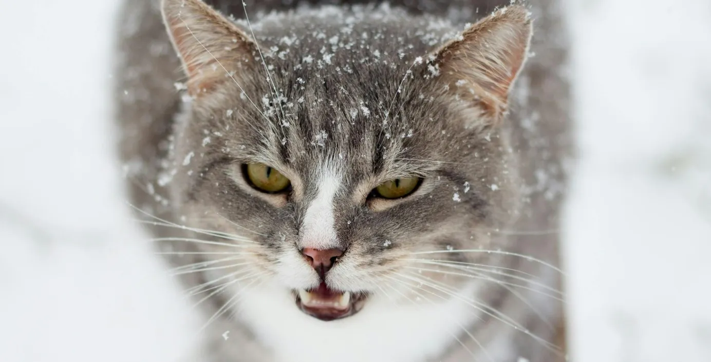 Eine Katze faucht.