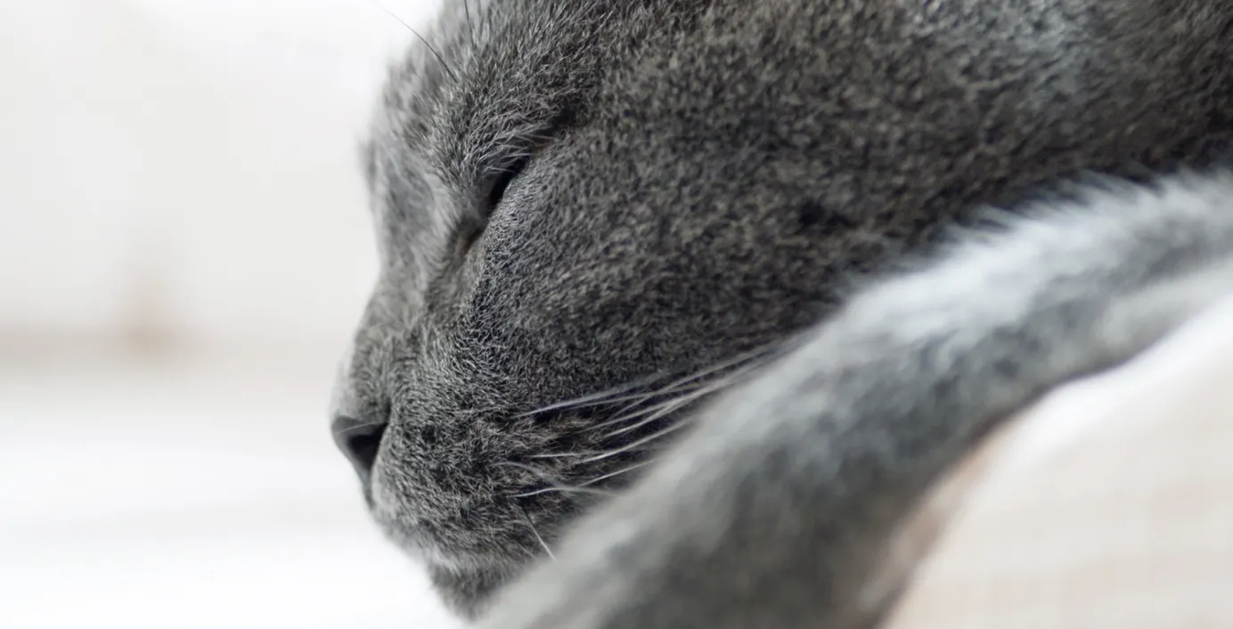 Eine Katze schläft.
