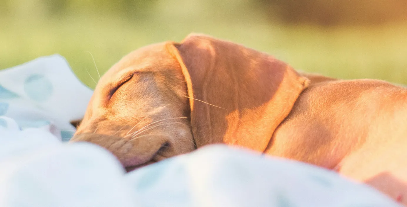 Ein schlafender Hund auf einer Decke.