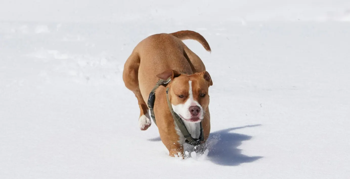 Ein Hund läuft durch den Schnee.